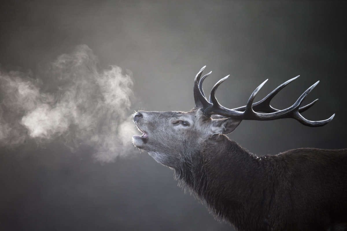 La symbolique du cerf